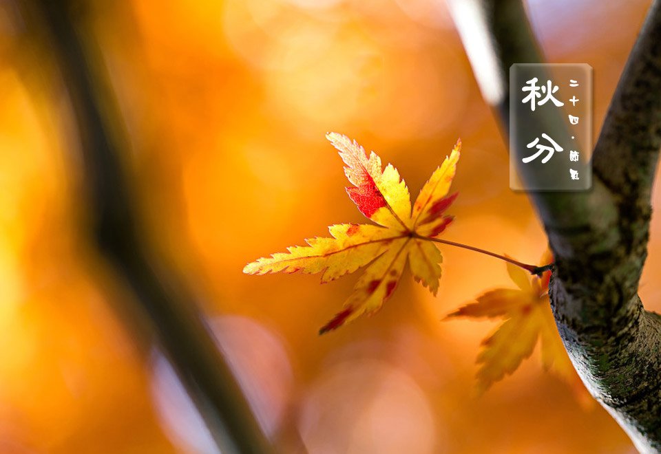 对照阅读斗指酉