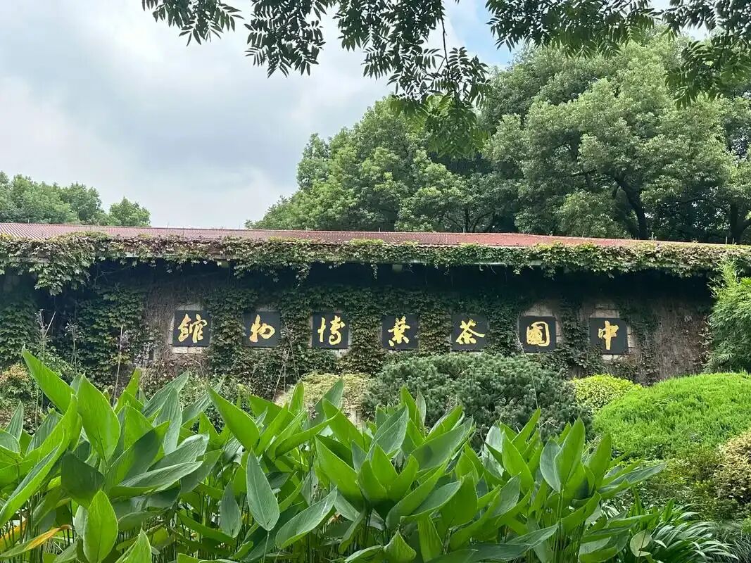 一杯清茶