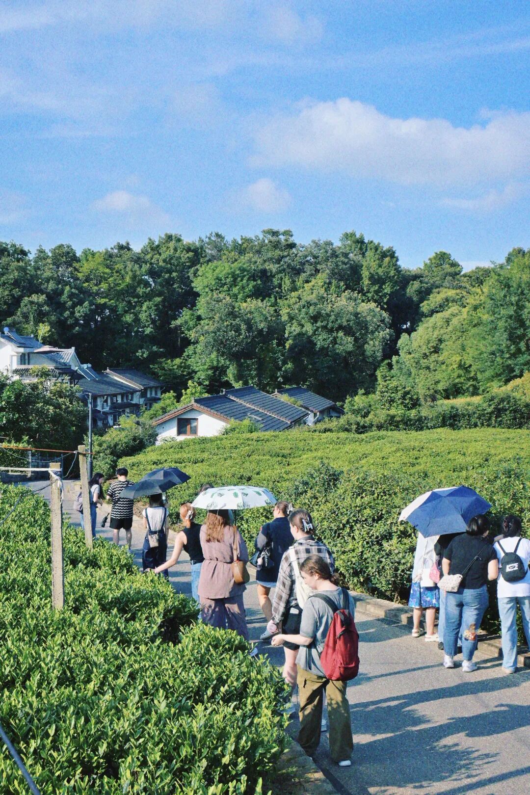 对照阅读这里不仅展示茶的自然科学
