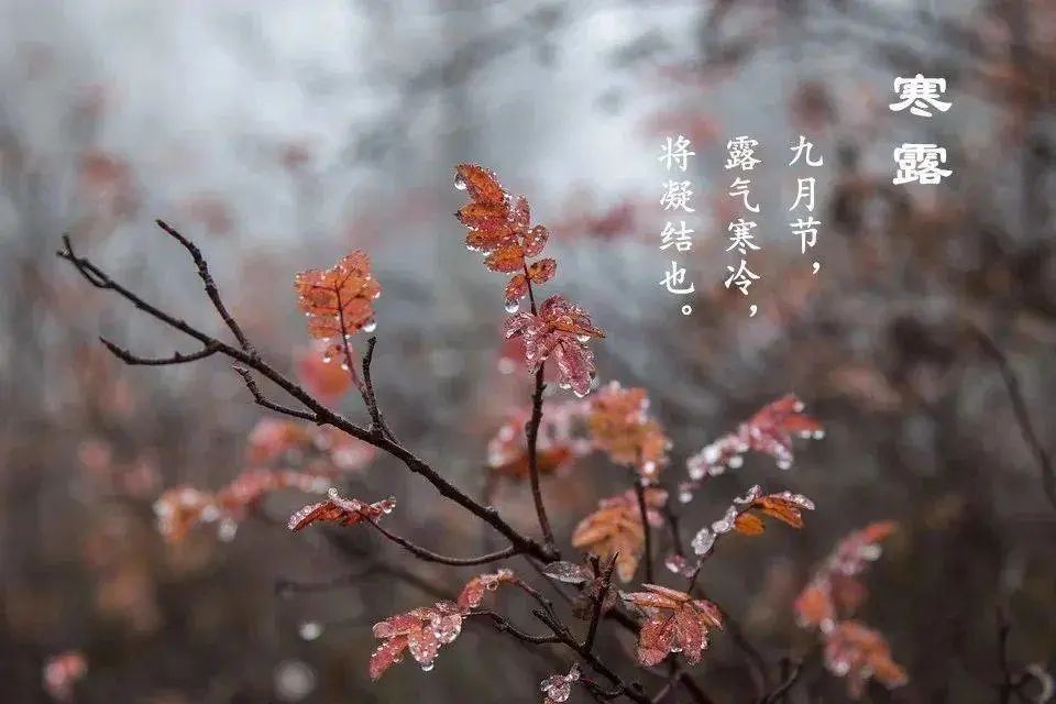 寒露.jpeg 并且秋燥明显